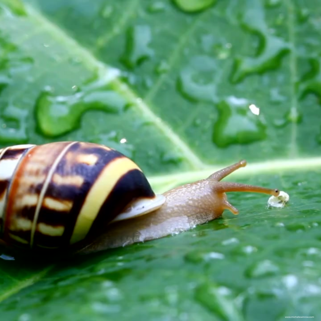 Are you moving as slow as a snail?